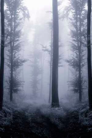 Tall trees in a dense, foggy forest stand in a row with grass and foliage below, as the March Blush Club enhances the moody, mysterious atmosphere with limited visibility.